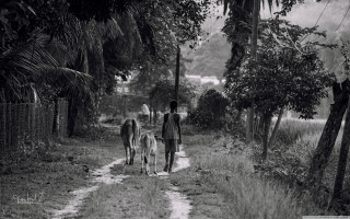 Man walking dogs dirt road - two dog free wallpaper