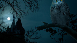 Owl tree castle night moon - the moon in the background free wallpaper