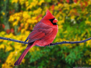 Red bird branch green yellow - vibrant color free wallpaper