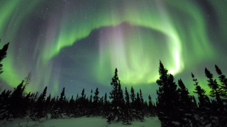 Green purple aurora borealis forest 2 - aurora free wallpaper