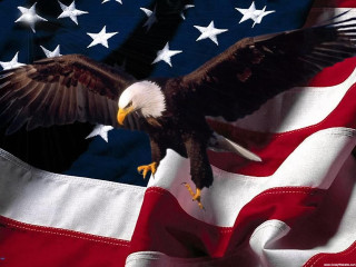 Eagle flying flag stars white - free bird wallpaper for desktop