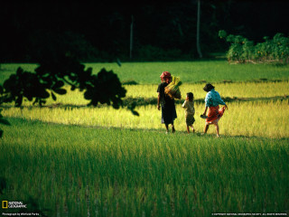 Lush green field forest sunny - ektachrome photograph free wallpaper