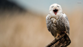 White owl mouth open branch - a white owl free wallpaper