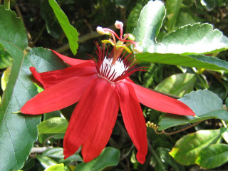 Red flower green leaves white 3 - a red flower free wallpaper