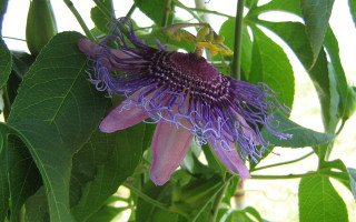 Purple flower green leaves white - a white background behind free wallpaper
