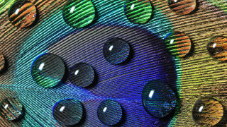 Peacock feathers water drops rainbow - a rainbow background free wallpaper