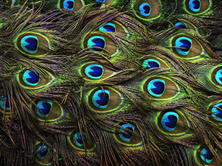 Peacock feathers closeup spread out - charles bird king free wallpaper