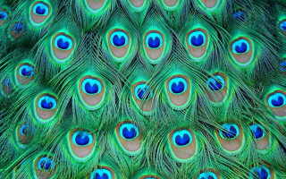 Peacock feathers blue eyes tail - david imms free wallpaper