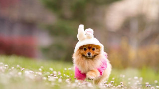 Small dog pink shirt bunny - a small dog free wallpaper