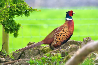 Pheasant rock field grass fence - in the background free wallpaper