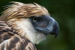 Bird of prey closeup nature - prey free wallpaper