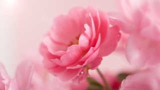 Pink flower closeup blurry background 16 - the petal free wallpaper