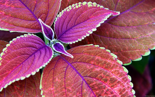 Purple green plant macro fauvism - a close up free wallpaper