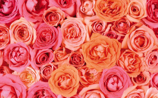 Pink orange flowers group pile - a large group free wallpaper