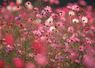 Pink white flowers black background - choi buk free wallpaper