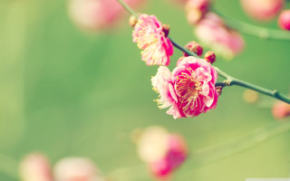 Branch pink flowers green blurry - chang daichien free wallpaper