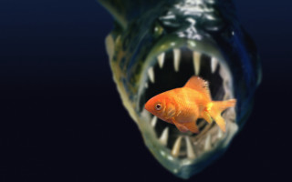 Goldfish mouth open teeth wide - a goldfish free wallpaper