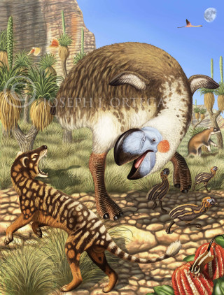 Bird desert animals cactus rocks - high free wallpaper for mobile