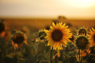 Sunflower field sunflowers distance middle - a sunflower free wallpaper