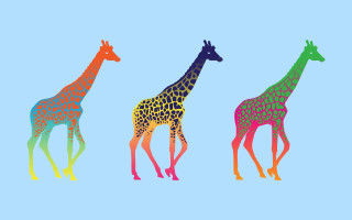 Three giraffes standing blue background - fauvism free wallpaper for desktop