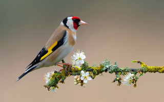 Bird perched branch white flowers - a brown background behind free wallpaper