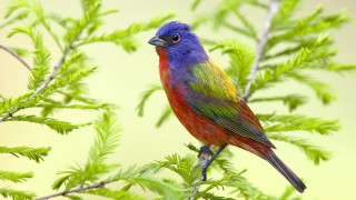 Colorful bird perched tree branch 5 - fauvism free wallpaper