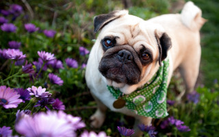 Pug purple flower green bandana - on free wallpaper