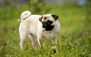 Small pug dog grass stick - a small pug dog free wallpaper