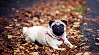 Small pug dog autumn leaves - a small pug dog free wallpaper