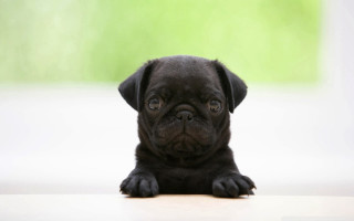 Black puppy sitting table sad - david budd free wallpaper for desktop