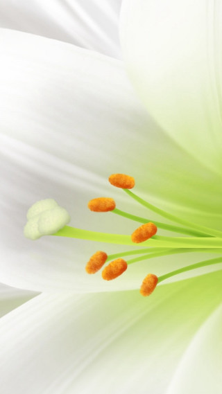 Close up white flower orange - photorealistic free wallpaper for mobile