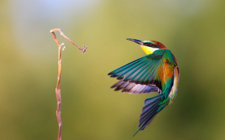 Colorful bird flying plant wings - its beak open free wallpaper