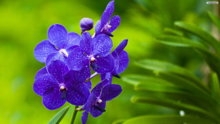 Purple flower macro butterfly green - this picture free wallpaper
