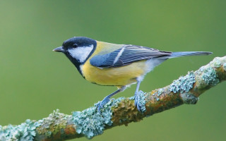 Small bird perched branch moss - moss free wallpaper