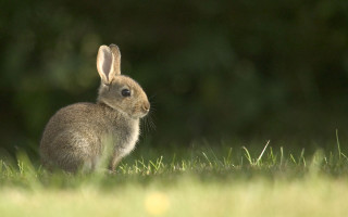 Rabbit sitting grass looking camera - a rabbit free wallpaper