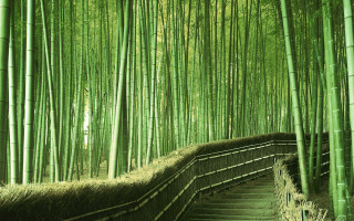 Bamboo forest path stairs person - stair free wallpaper