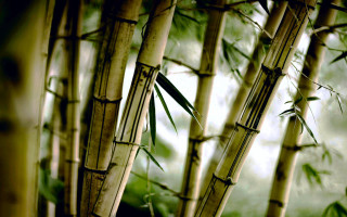 Bamboo tree green leaves blurry - a bamboo tree free wallpaper