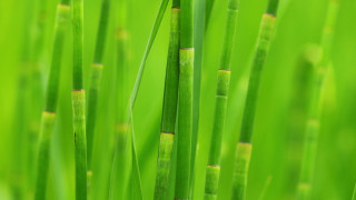 Green plant grass blurry macro - thin free wallpaper for desktop