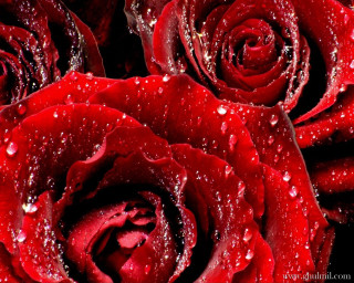 Red rose water droplets black 4 - rose free wallpaper for desktop