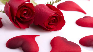 Rose hearts petals white surface - a rose free wallpaper