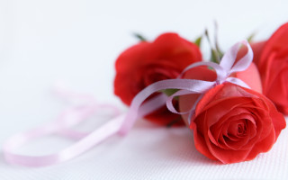 Three red roses pink ribbon - the end free wallpaper