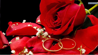 Wedding rings red rose bouquet - anthony devas free wallpaper for desktop