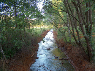 Stream forest trees grass nature - river free wallpaper for desktop
