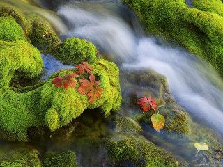 Stream lush forest leaves moss - a red leaf free wallpaper