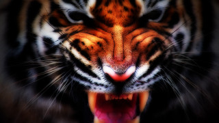 Tiger closeup mouth open teeth - tooth free wallpaper