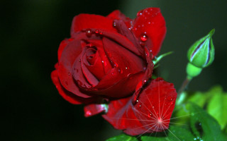 Red rose water droplets macro 34 - a red rose free wallpaper