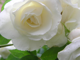 White rose water droplets petals 2 - a white rose free wallpaper