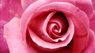 Pink rose closeup bud macro - a pink rose free wallpaper