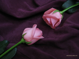 Two pink roses purple cloth - two pink rose free wallpaper