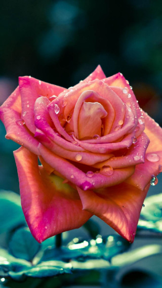 Pink rose water droplets petals - water droplet free wallpaper for mobile